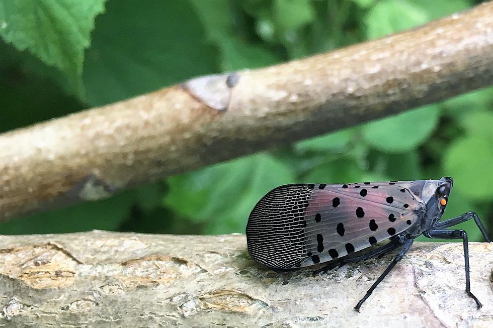 Can parasitic wasps handle NJ&#8217;s spotted lanternfly invasion?