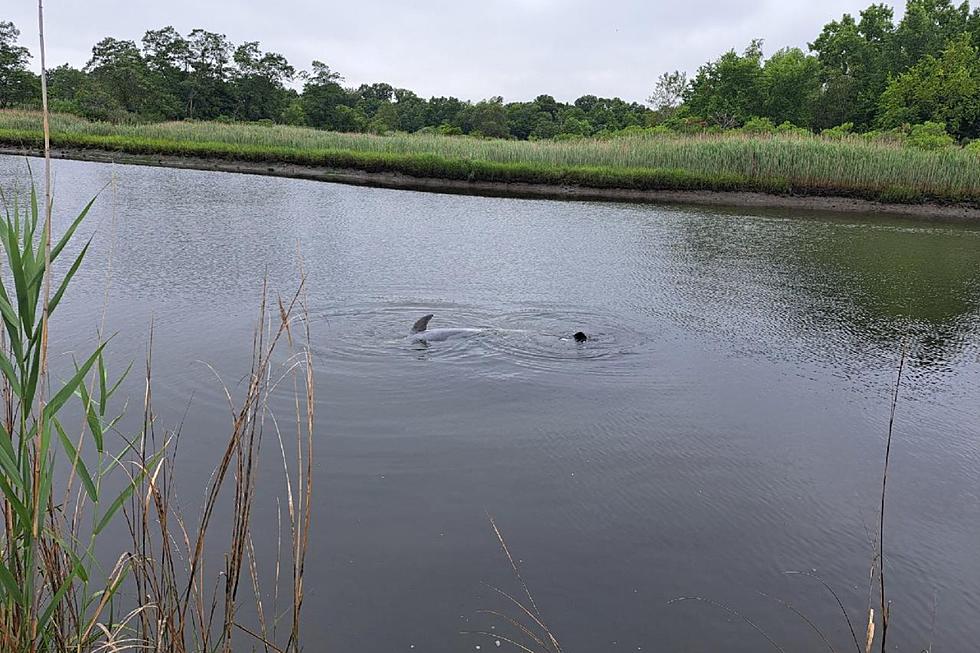 There is a dolphin stranded in Woodbridge, NJ