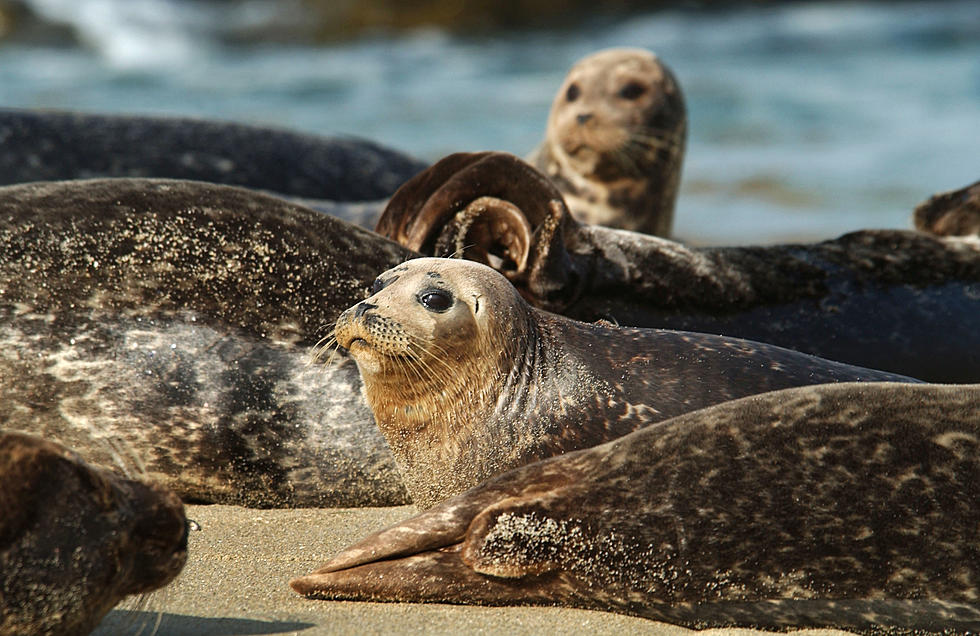 A grant will help Stockton keep track of harbor seals in NJ