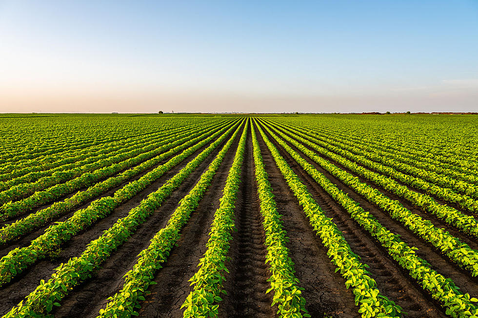 These 5 crops are most valuable to New Jersey