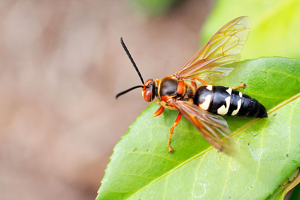 These killer wasps are all over New Jersey right now