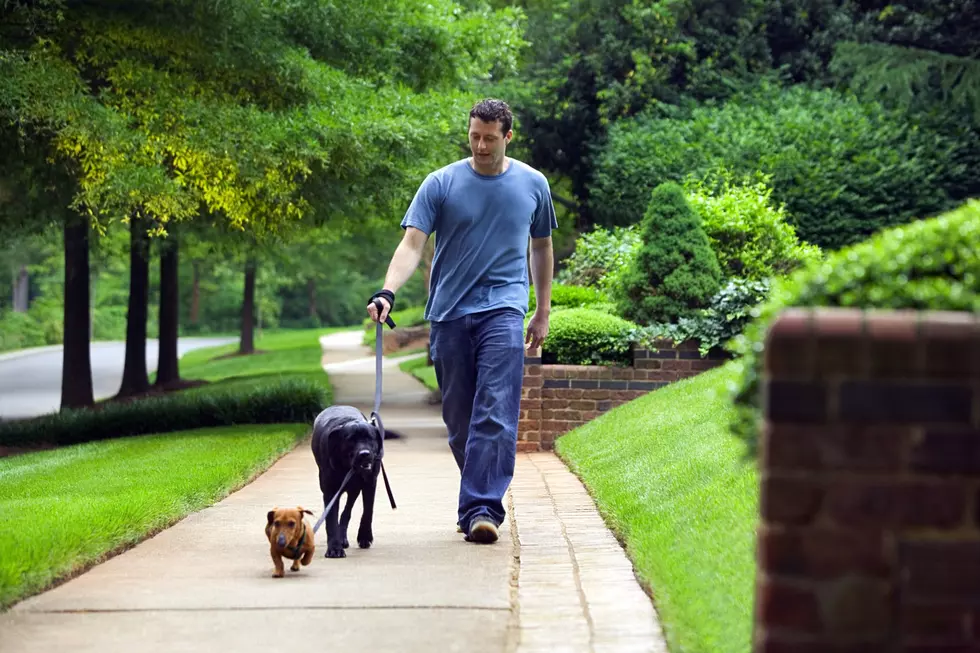 Man walking dogs down sidewalk