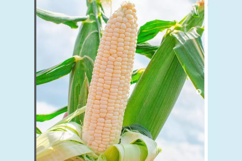 Johnson's Corner Farm in Medford (Instagram)