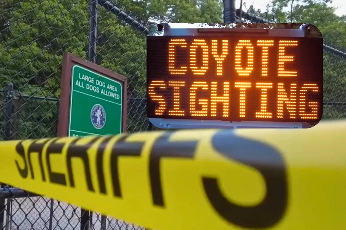After another N.J. coyote attack, here's what to do if one