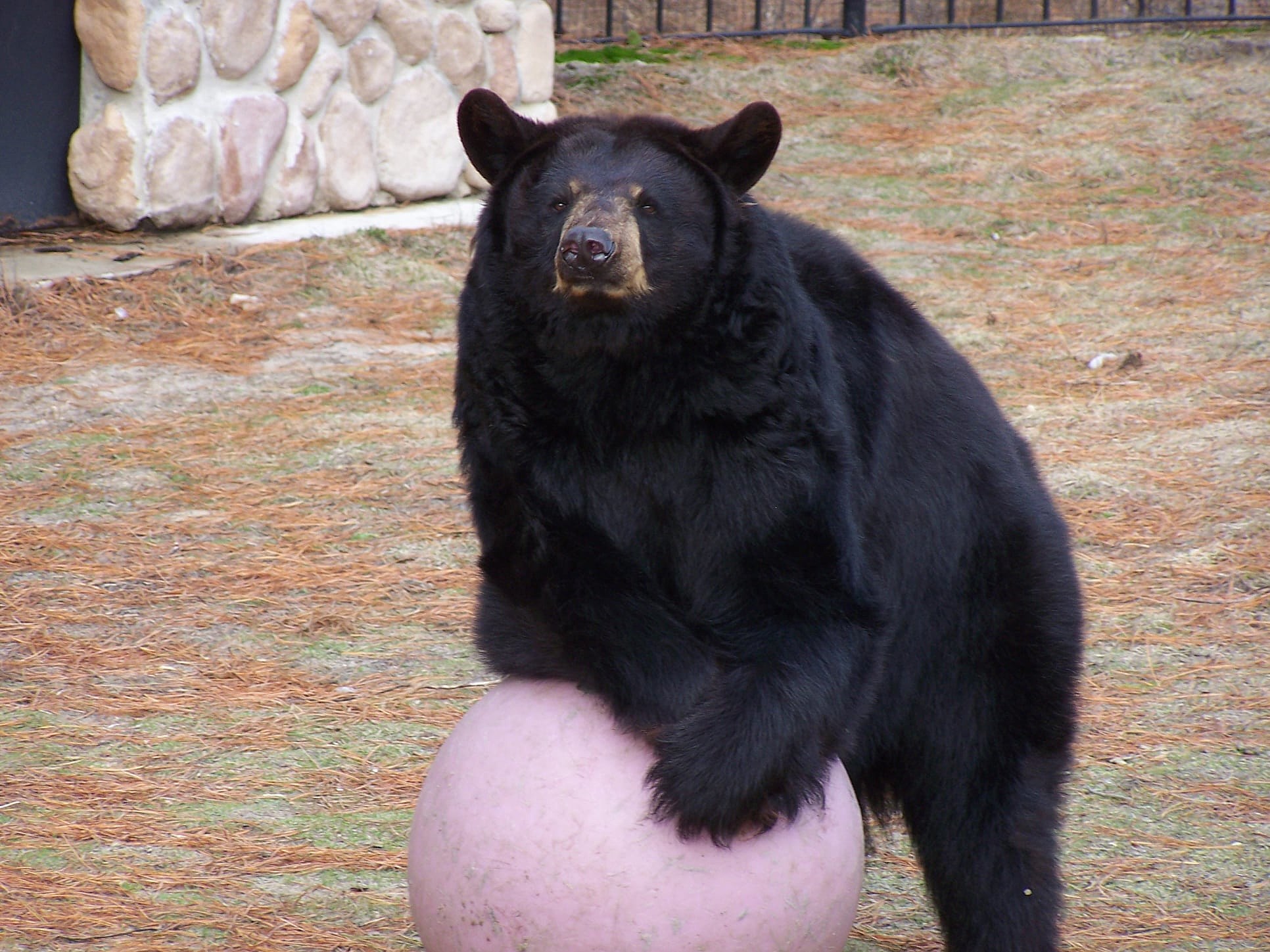 Bears Getting Too Curious In New Jersey Town 