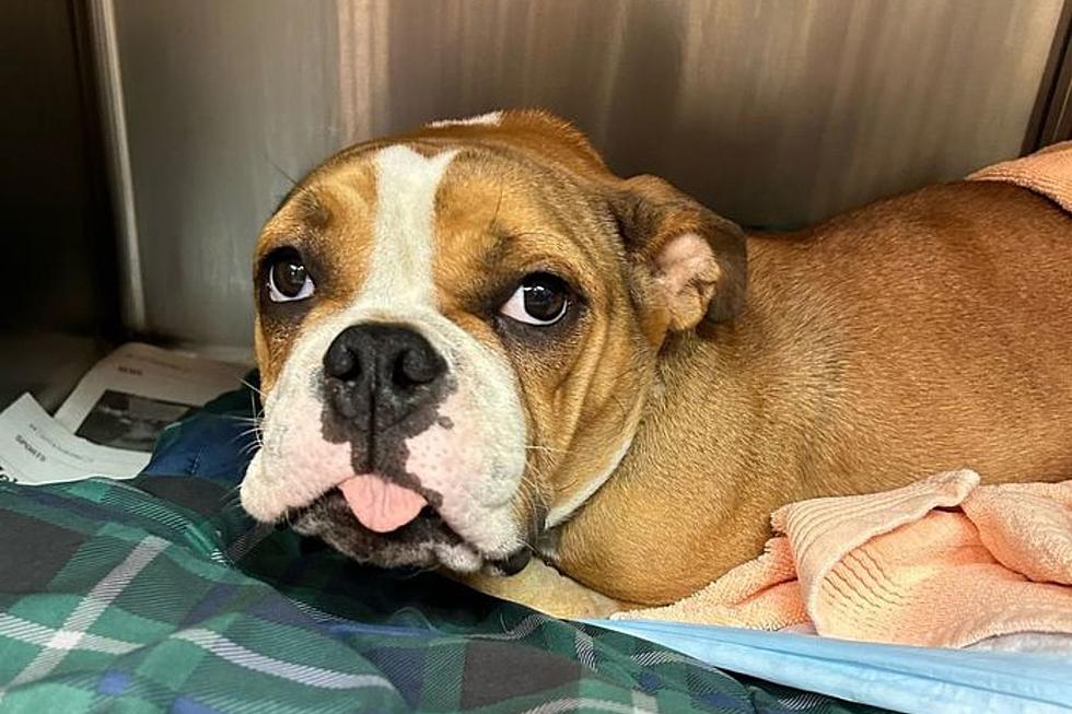 Who left this cute bulldog to die in a NJ alley?