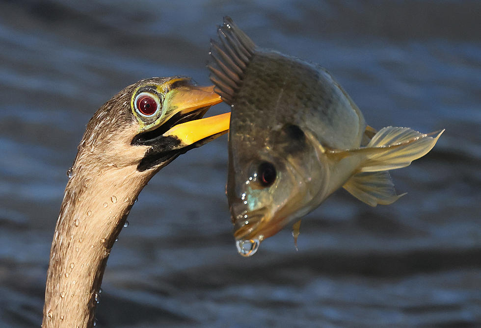 ‘Devil bird’ spotted in NJ — and this could be bad news for us