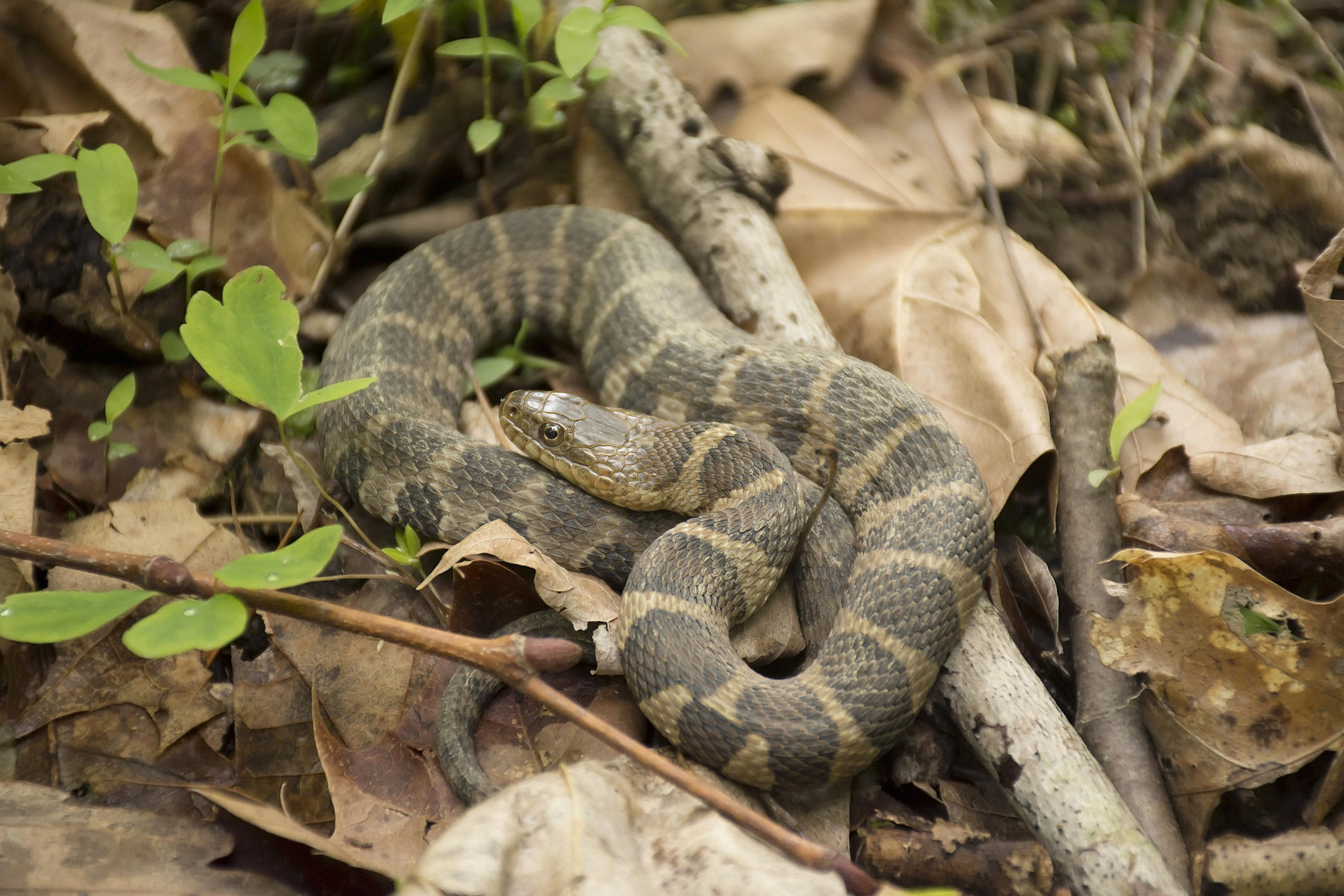 New Jersey's venomous snakes — and how to avoid them