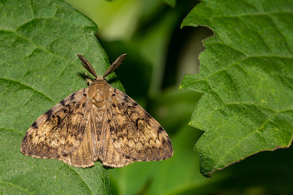 Like the lanternfly, this insect is also a huge threat to NJ