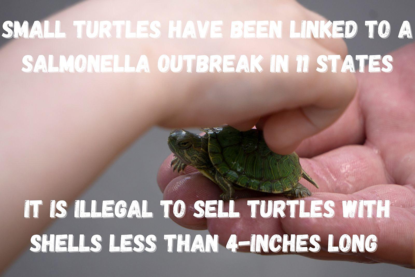 Tiny Turtles Tied To IL Salmonella Outbreak: CDC