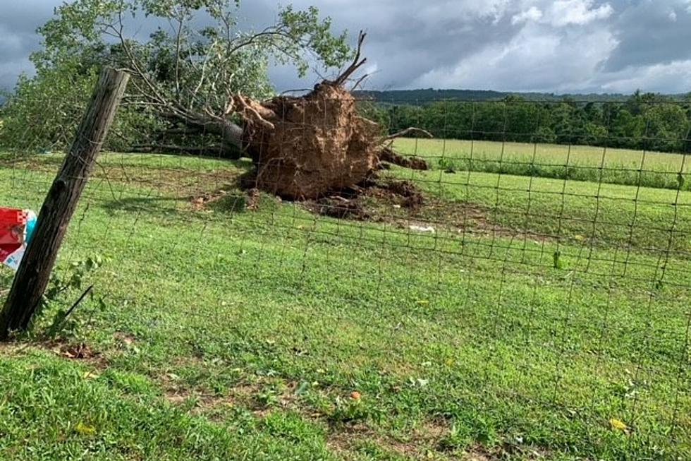 Did a tornado uproot large trees in Hunterdon County, NJ?