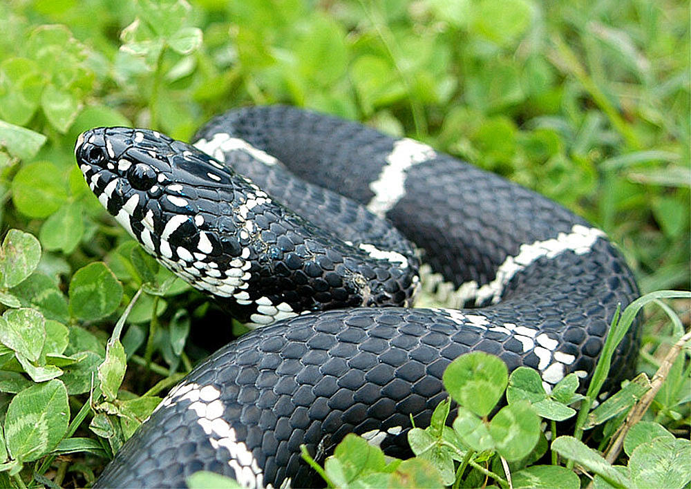 Venomous Snakes in the Bergen County-Northern NJ Area: Updated 2023
