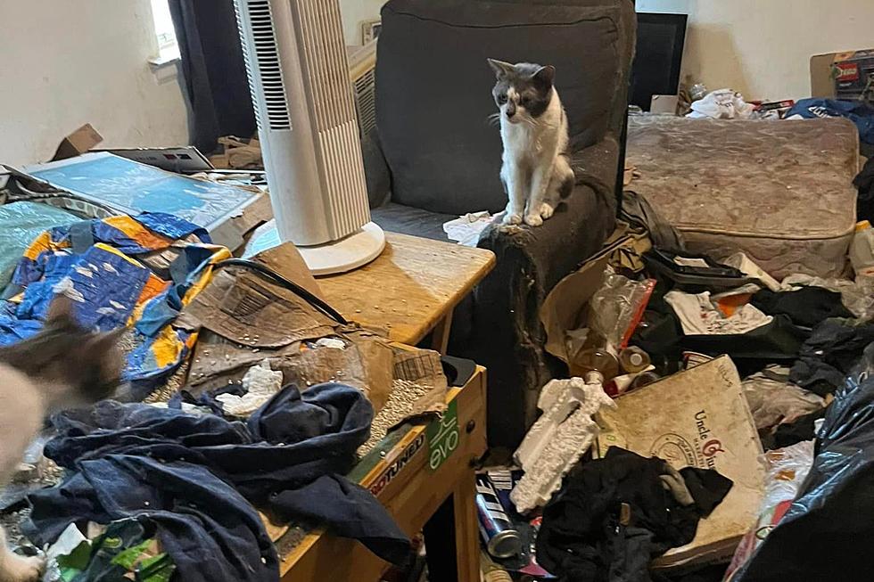 Hoarders move out of rented NJ home, abandoning dozens of cats