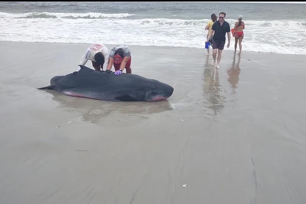Another whale strands on the NJ shore