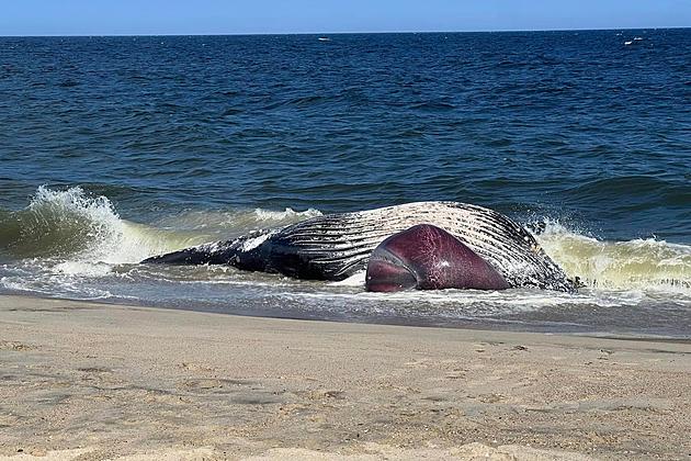 Dead whale washes ashore on Long Branch, NJ beach