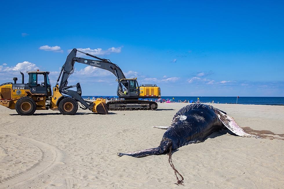 Two boat strikes killed whale on Long Branch, NJ beach