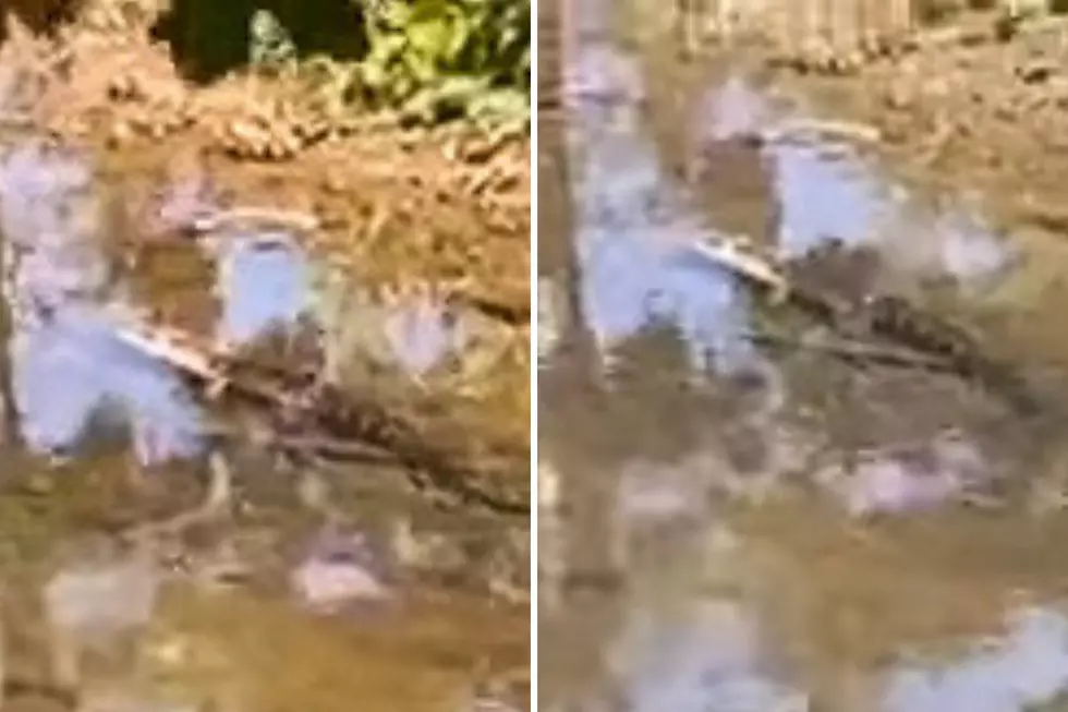 Screengrabs from the first known video of the alligator on Aug. 23, 2023 taken by Mario Fincher (Carly Baldwin via Youtube)