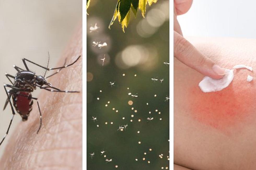 It’s the worst time of year for mosquito-borne illnesses in NJ