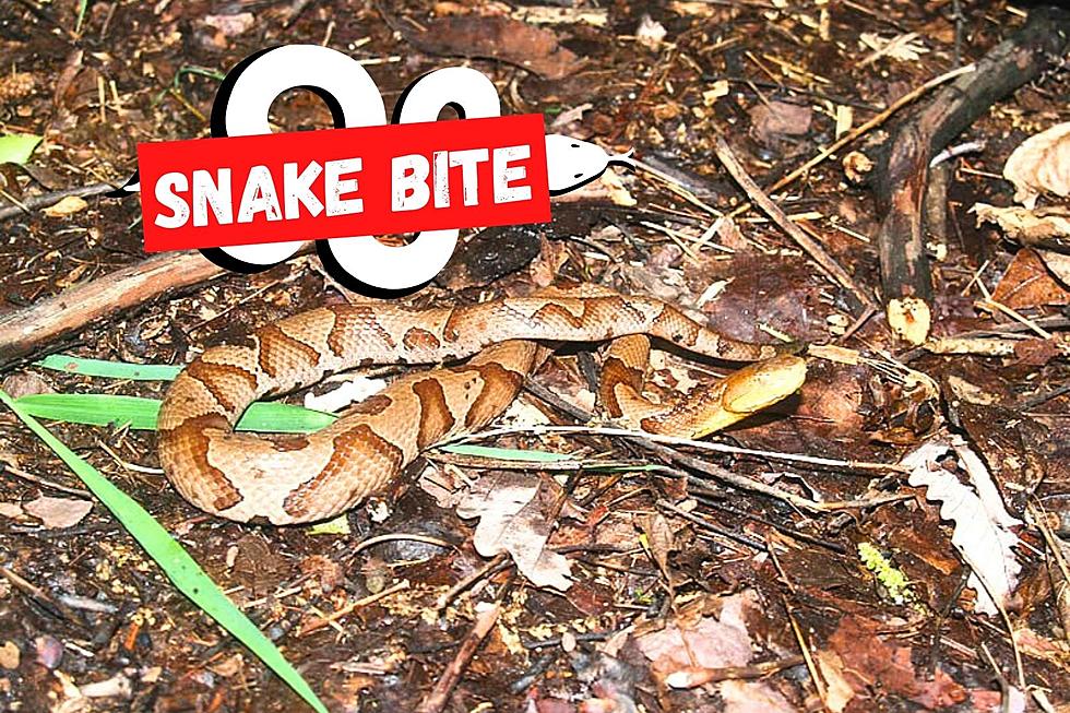 Wild venomous snake bite hospitalizes NJ resident