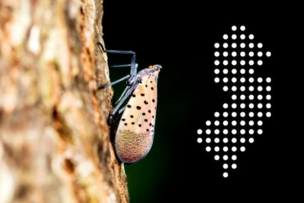 What happened to all the spotted lanternflies that were plaguing NJ?