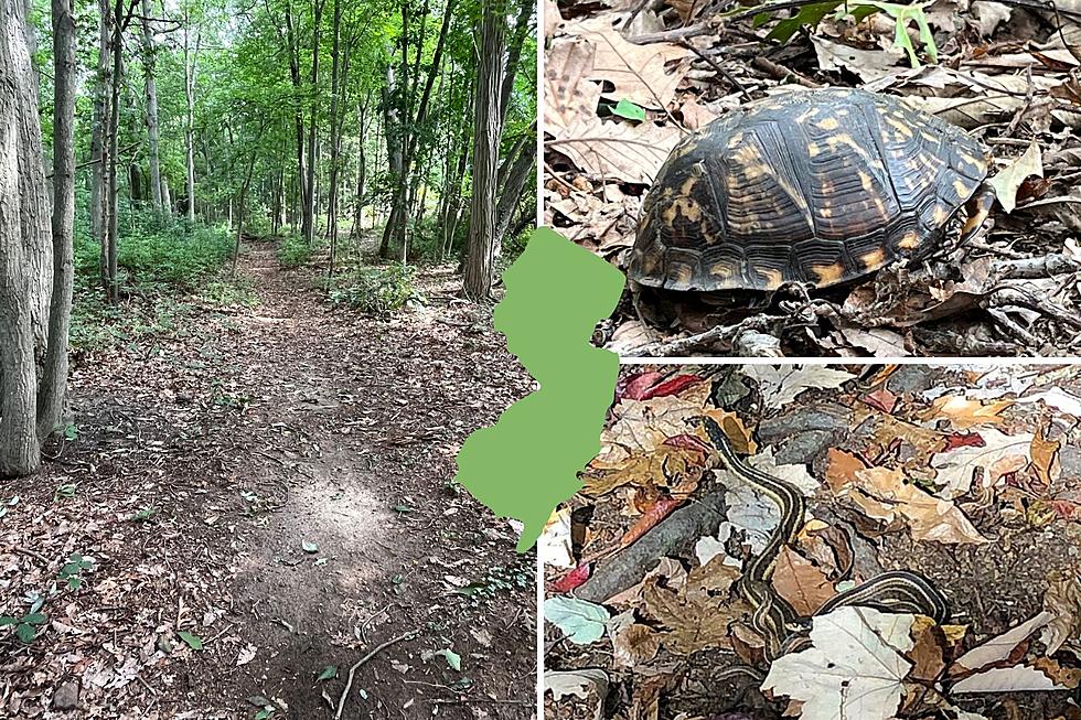 Watch your step! Hard to spot turtle and snakes along NJ trails