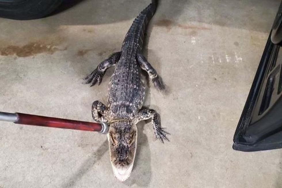 Alligator running wild finally caught in NJ neighborhood