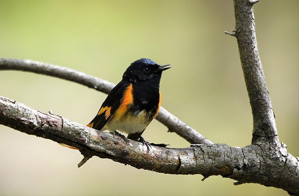 Protecting Fall Birds and Their Habitats in NJ