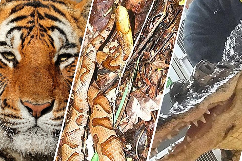 When animals go wild in NJ: Snakes, alligators, tigers and more