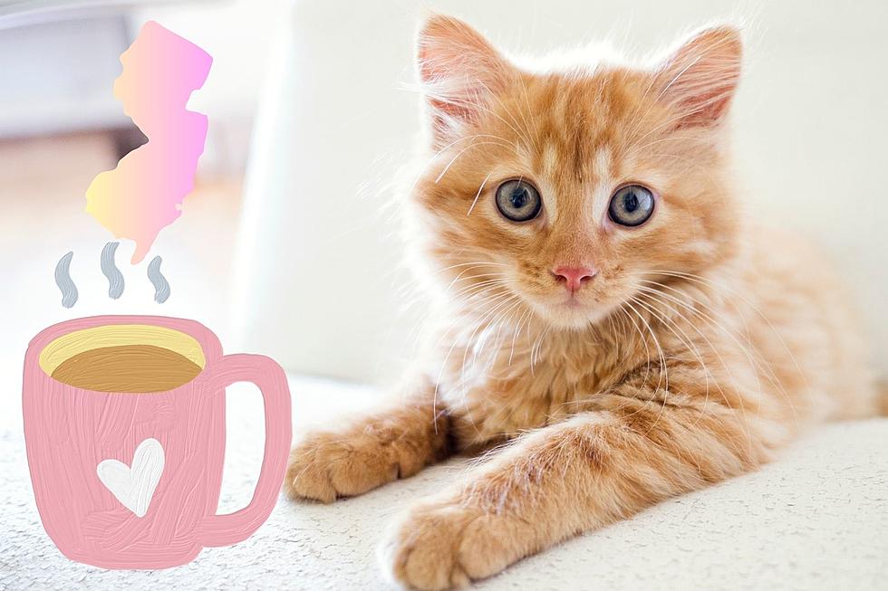 Thinking of cat adoption? Why not try a NJ cat café
