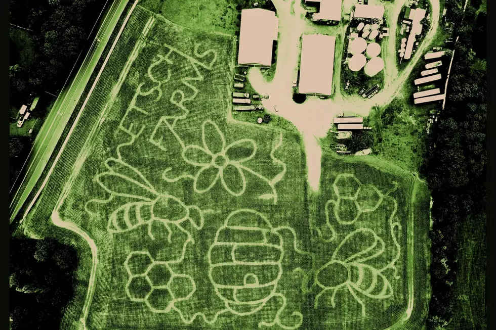 Etsch Farms 2023 corn maze life of bees