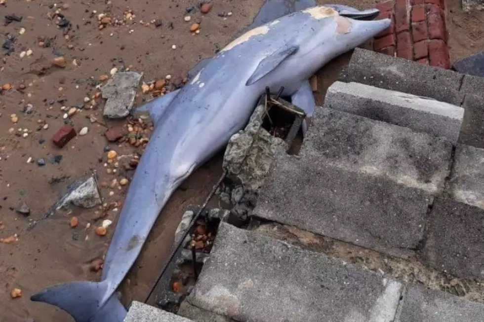 Dolphin found washed up in Keyport 9/27/23