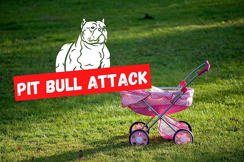 Vicious pit bull ripped skin off NJ toddler&#8217;s cheek in attack, lawsuit says