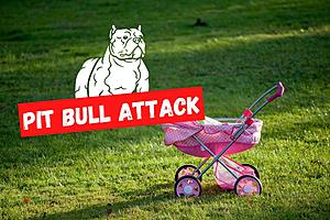 Vicious pit bull ripped skin off NJ toddler’s cheek in attack,...