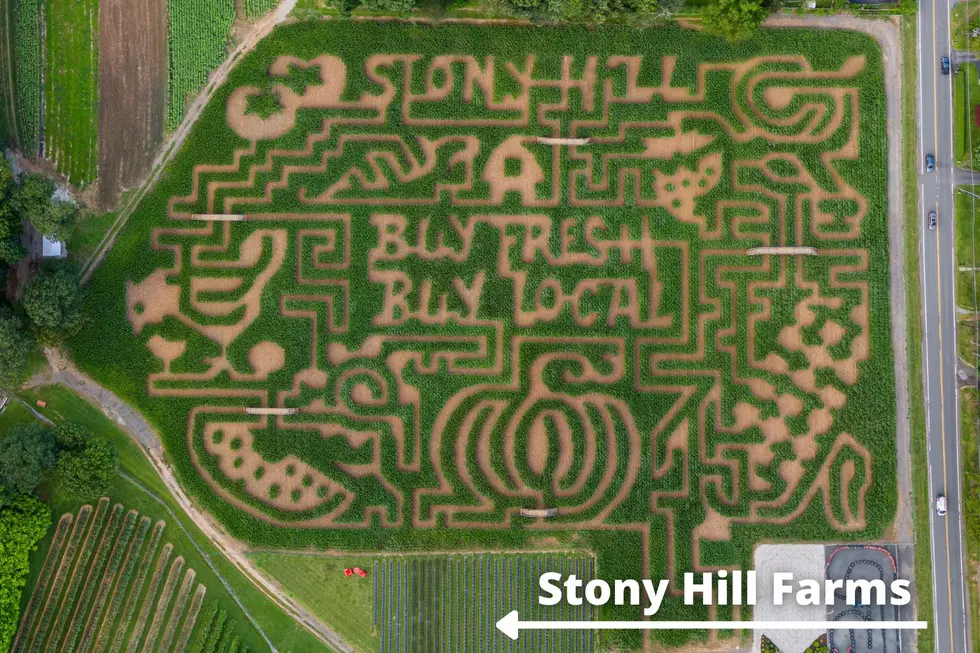 (Stony Hill Farms) 2023 corn maze