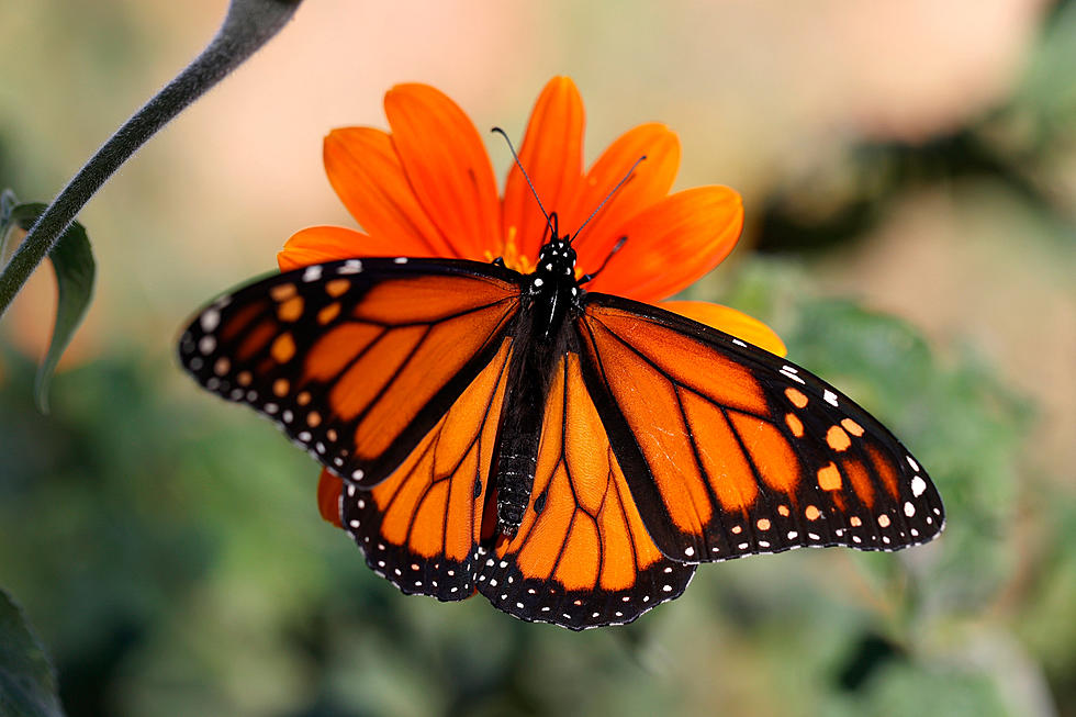 Incredible Monarch Butterfly migration through New Jersey