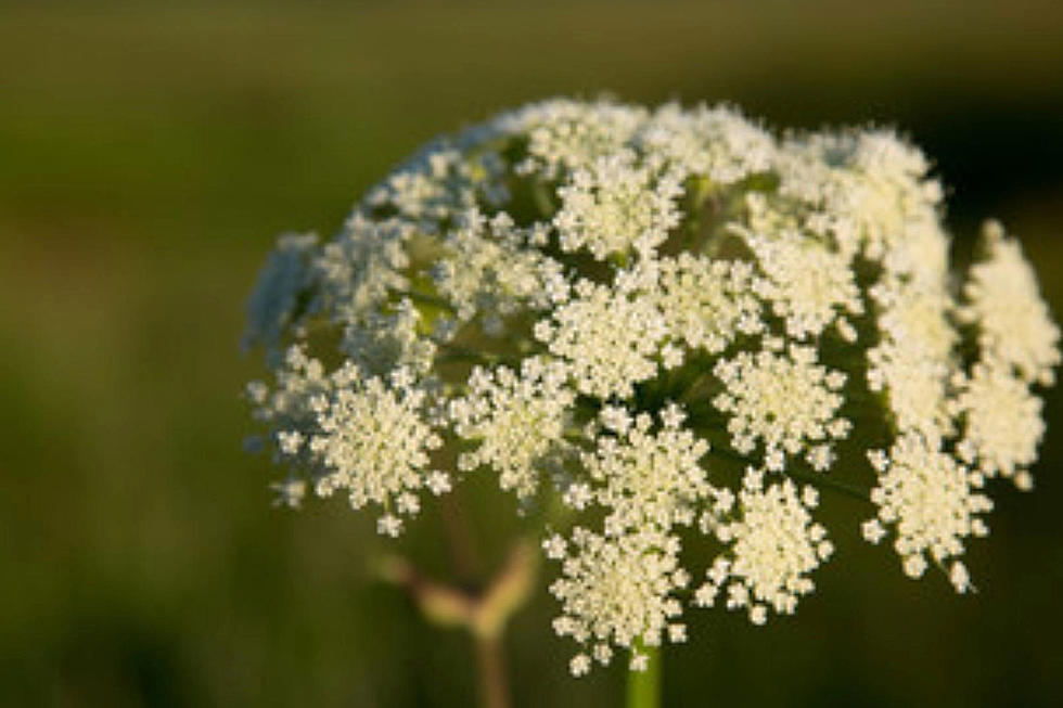 A poisonous plant is all over NJ. Fall is the time to kill it