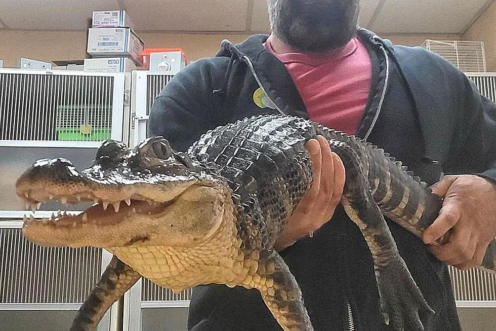Unusual animals found in NYC: Alligators, snakes, tigers, cougars