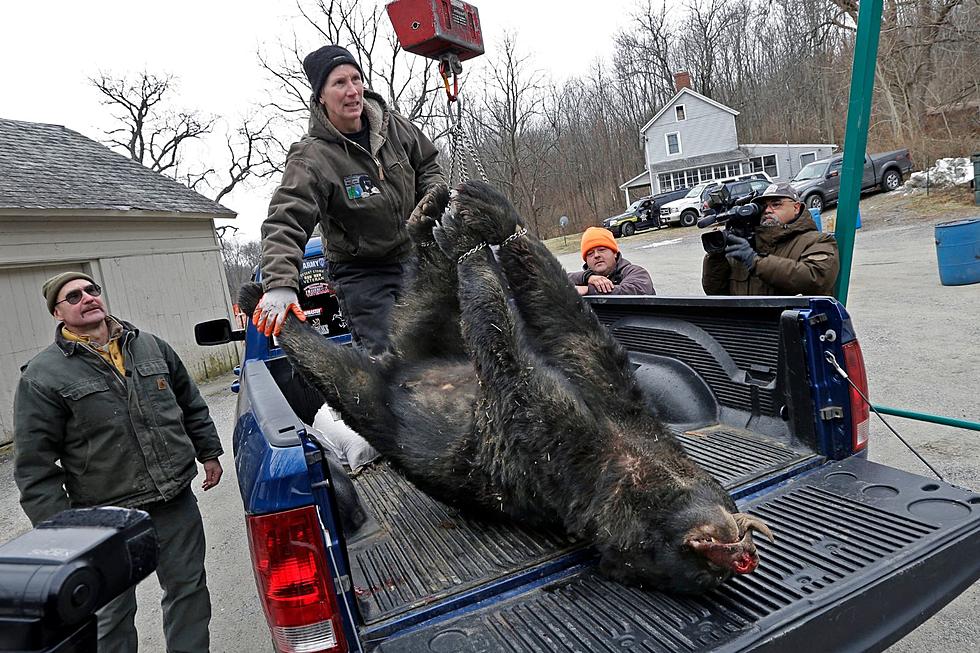 A broken Murphy promise will affect NJ bear hunting for years to come