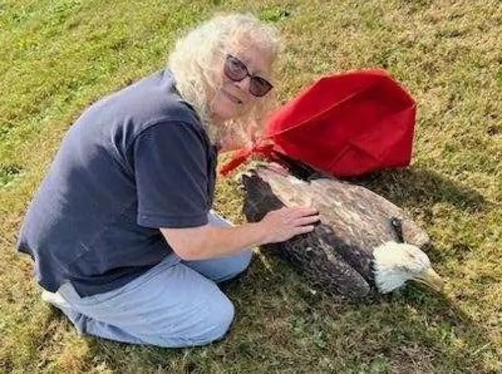 Good Samaritan Christine Kiedaisch rescued this bald eagle from Rt. 206 in Mansfield Township, NJ Photo: Mansfield Township Police