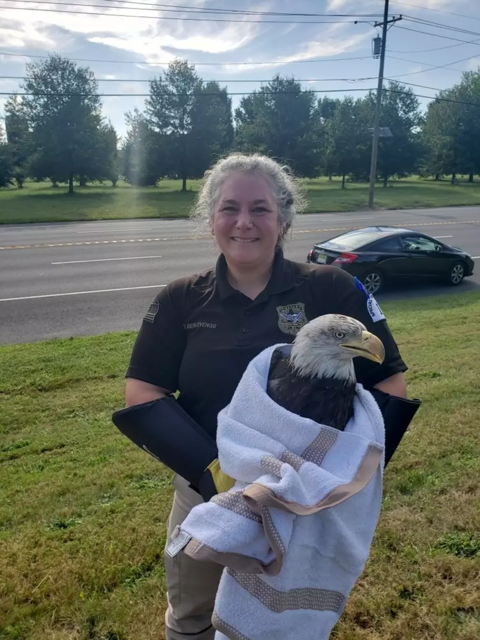 Animal Control Officer Nicole Bencivengo helps an injured bald eagle in Mansfield Township Photo: Mansfield Township Police
