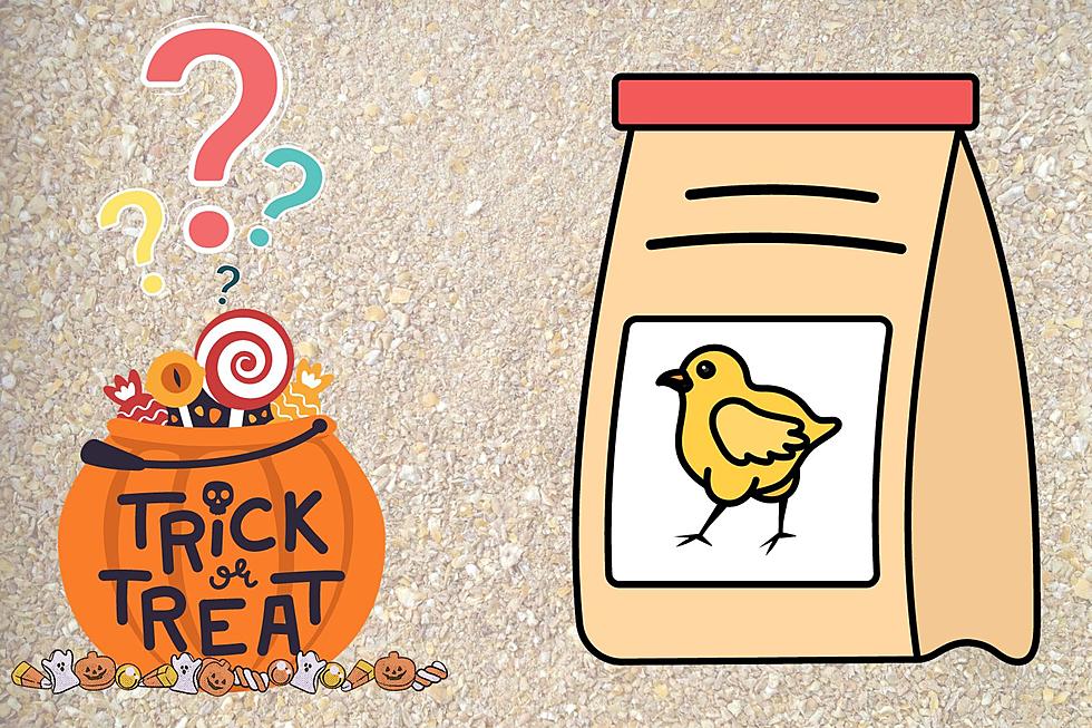 Why it's likely chicken feed will end up in your NJ candy mix