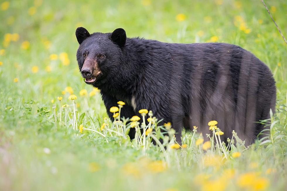 NJ school district takes drastic action in response to black bear