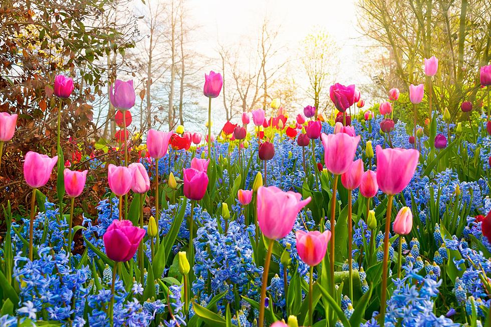 Think spring: World-famous flower show returns to Philadelphia