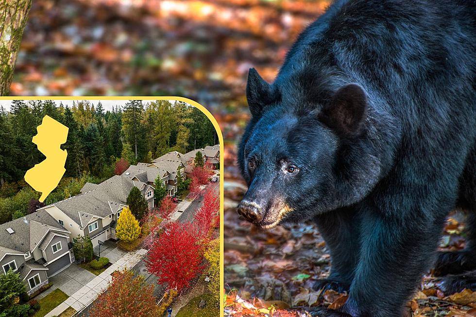 NJ bears prep for winter: Here’s what attracts them to your yard