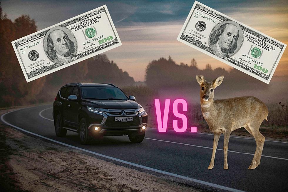 Oh &#8216;deer&#8217;&#8230; Collisions for NJ drivers may cost big bucks