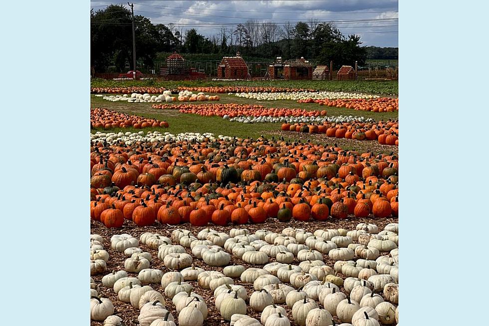 How to Pick the Best Pumpkins in New Jersey