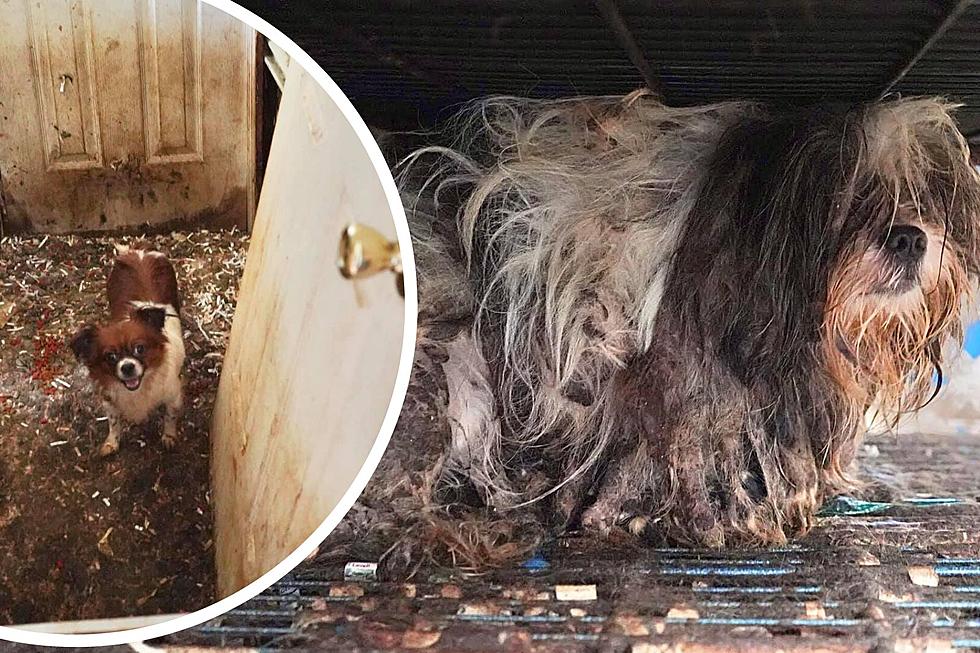 NJ woman gets jail for house of animal horrors