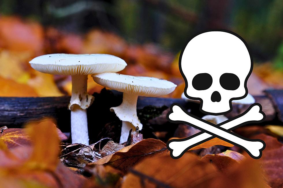 Highly Poisonous NJ Mushrooms Hospitalizing More People