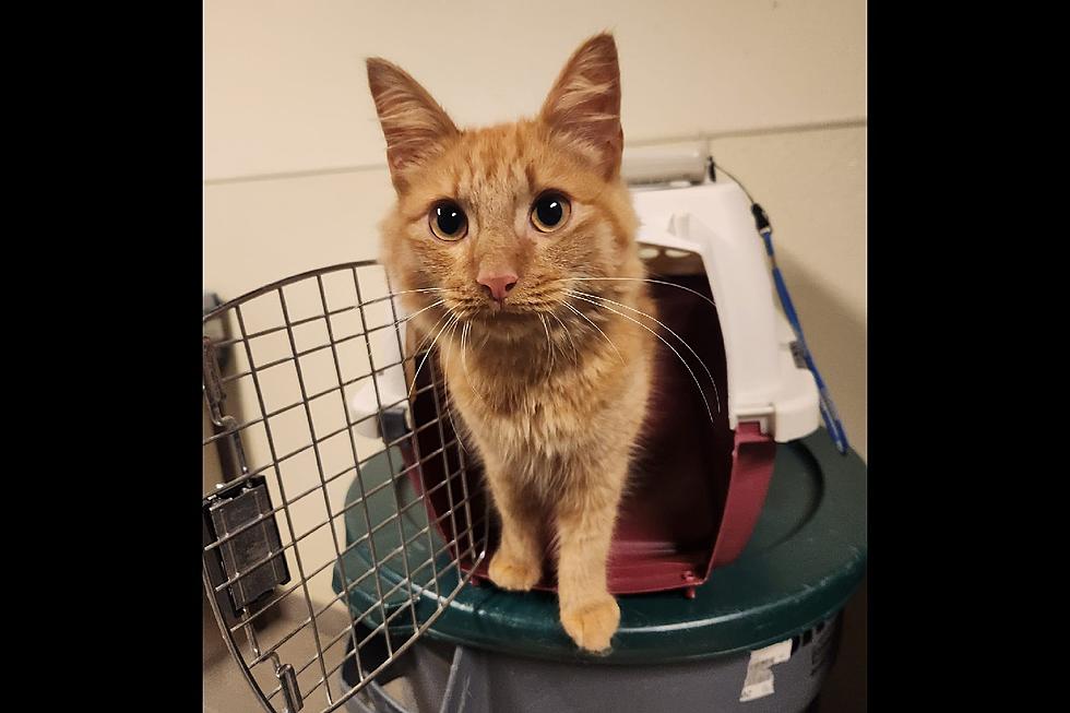 Homeless NJ man saves cat thrown from car