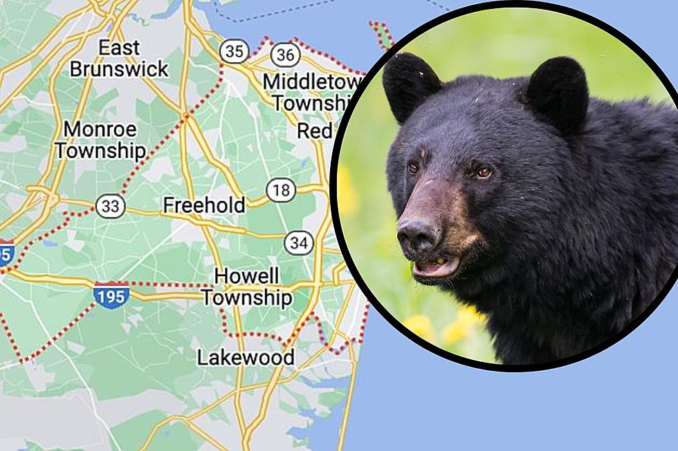 HOAX! Black Bear sighting in Monmouth County, NJ, not genuine